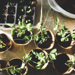 Raised Bed Installation & Building Tips