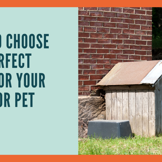 How to Choose the Perfect Spot for Your Outdoor Pet House